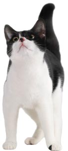 Image of a black and white cat